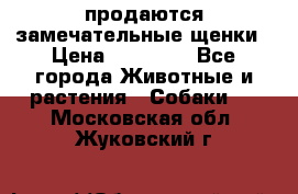 продаются замечательные щенки › Цена ­ 10 000 - Все города Животные и растения » Собаки   . Московская обл.,Жуковский г.